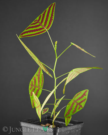 Christia obcordata