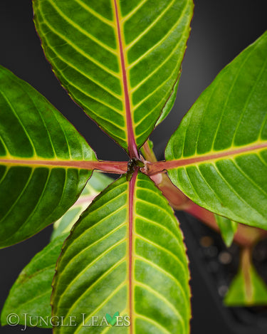 Sanchezia speciosa