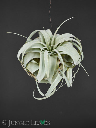 Tillandsia xerographica