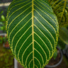 Sanchezia speciosa