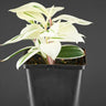 Costus arabicus 'variegata'