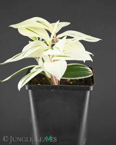 Costus arabicus 'variegata'