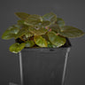 Begonia metachroa
