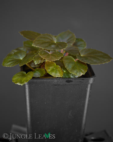 Begonia metachroa