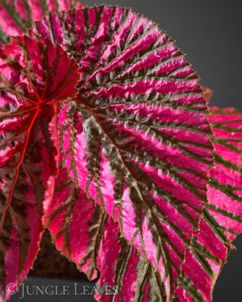 Begonia brevirimosa ssp. exotica