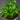 Microsorum musifolium