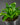 Microsorum musifolium