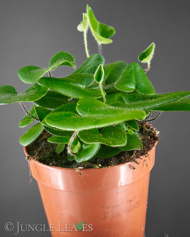 Mickelopteris cordata