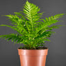 Blechnum gibbum 'Silver Lady'