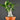 Adenium obesum