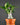 Adenium obesum