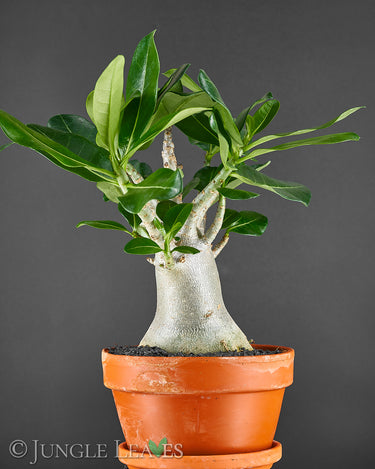 Adenium obesum