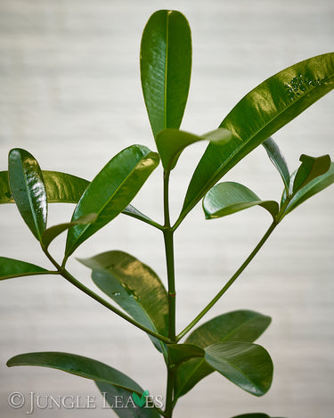 Mammea americana