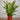 Blechnum brasiliense 'Volcano'