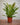 Blechnum brasiliense 'Volcano'