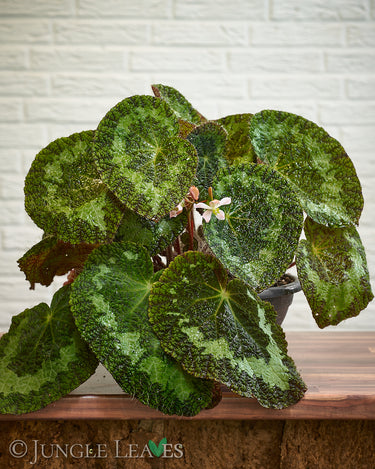 Begonia sizemoreae