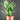 Spathiphyllum 'Diamond'