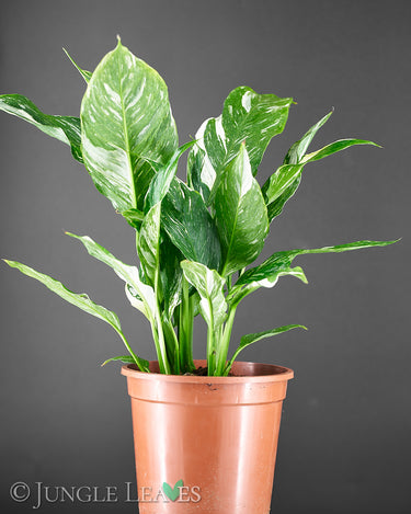 Spathiphyllum 'Diamond'