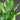 Spathiphyllum 'Diamond'