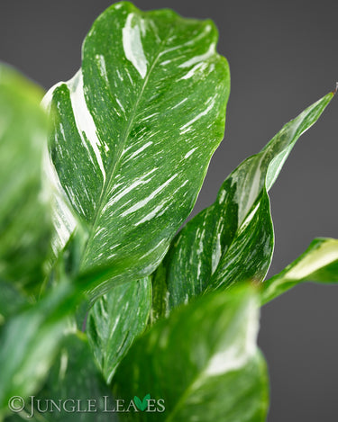Spathiphyllum 'Diamond'