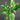 Spathiphyllum 'Diamond'