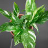 Spathiphyllum 'Diamond'