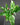 Spathiphyllum 'Diamond'