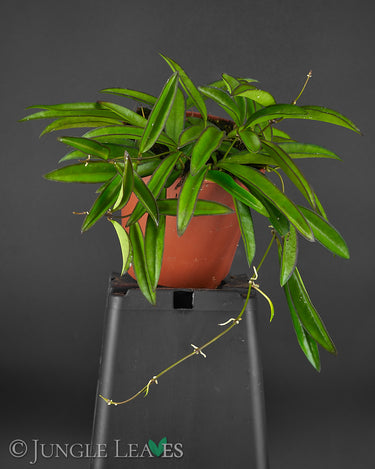 Hoya wayetii