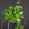 Hoya carnosa 'albomarginata'