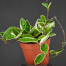 Hoya carnosa 'albomarginata'