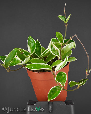Hoya carnosa 'albomarginata'
