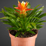 Guzmania 'Theresa'