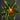 Guzmania 'Theresa'