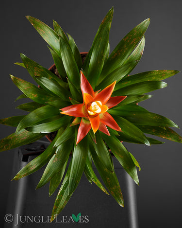 Guzmania 'Theresa'