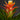 Guzmania 'Theresa'