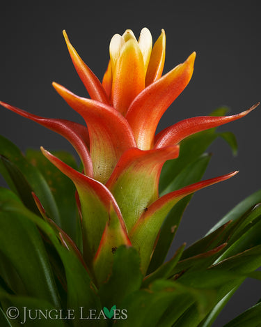 Guzmania 'Theresa'
