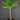 Amorphophallus konjac
