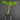 Amorphophallus albus