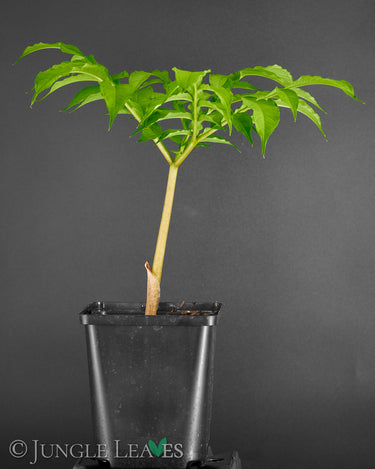 Amorphophallus albus