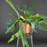 Platycerium bifurcatum