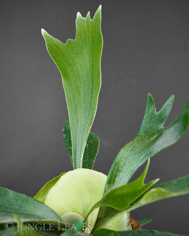Platycerium bifurcatum