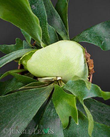 Platycerium bifurcatum
