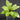 Asplenium nidus