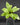 Asplenium nidus
