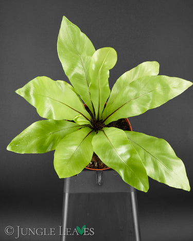 Asplenium nidus
