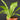 Asplenium antiquum - Helle Form