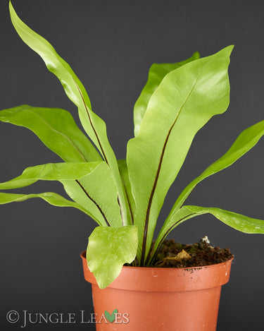 Asplenium antiquum - Helle Form