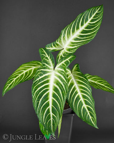 Caladium lindenii