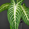 Caladium lindenii