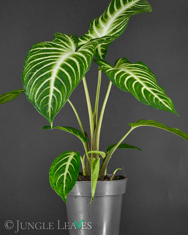 Caladium lindenii